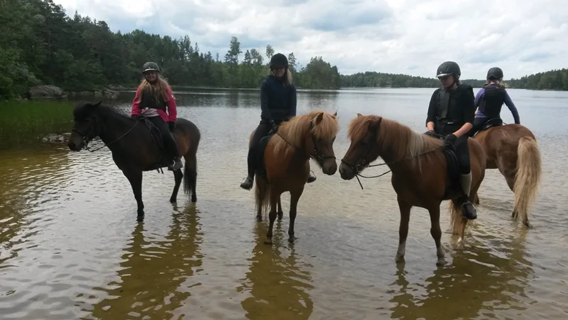 Barn på ridläger med islandshäst. Här får dom rida på islandshästarna i sjön